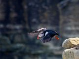 Digital Image (Theme - Movement) 3rd Puffin Taking Off by Alasdair Martin